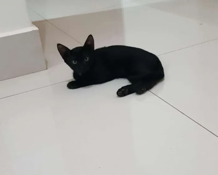 Gato ra a  idade 2 a 6 meses nome Banguela