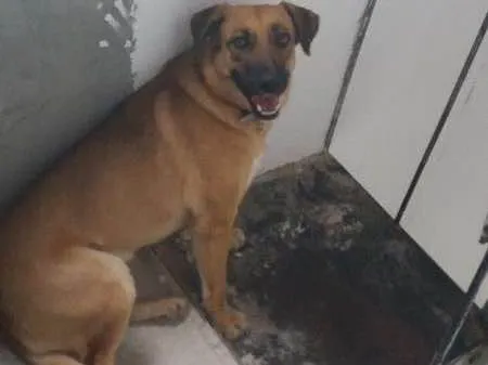 Cachorro ra a Vira Lata idade 3 anos nome Xavosa