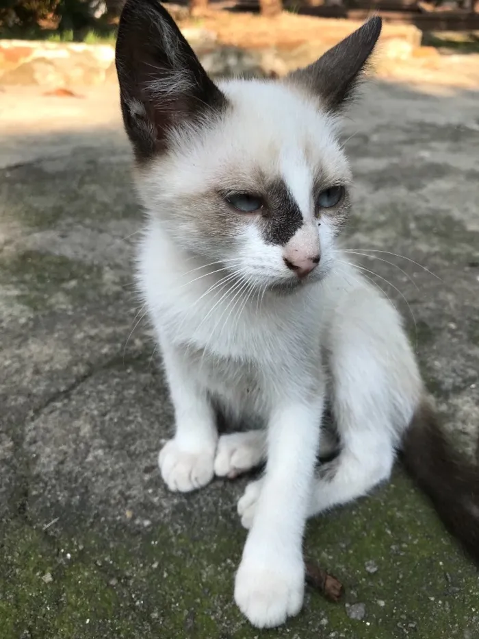 Gato ra a SRD idade 2 a 6 meses nome ENRICO