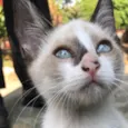 ENRICO