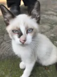 ENRICO
