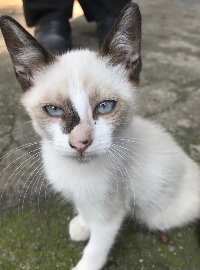 Gato ra a SRD idade 2 a 6 meses nome ENRICO