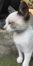 ENRICO