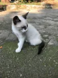 ENRICO
