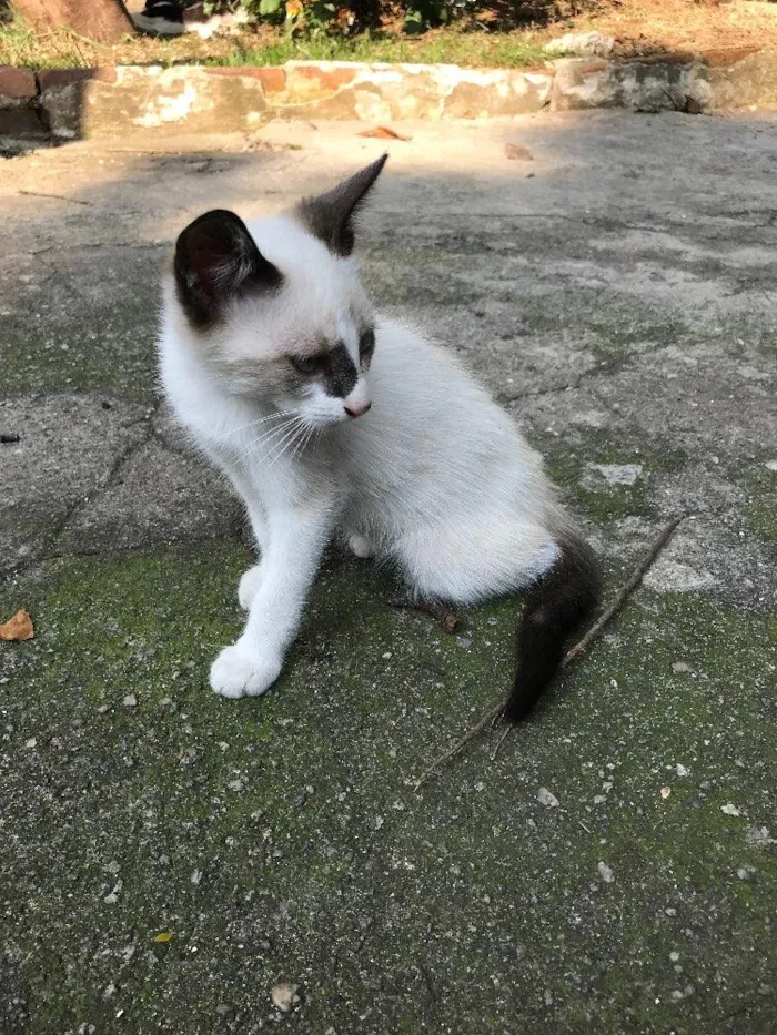 Gato ra a SRD idade 2 a 6 meses nome ENRICO