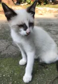 ENRICO