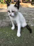 ENRICO