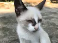 ENRICO