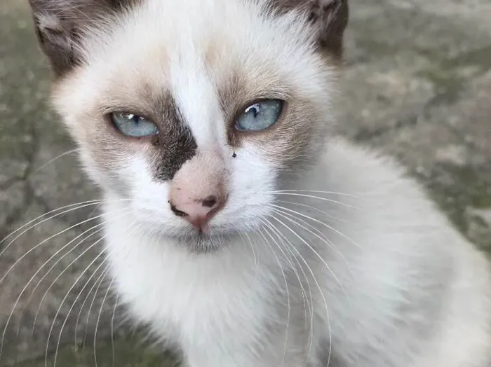Gato ra a SRD idade 2 a 6 meses nome ENRICO