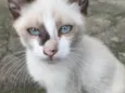 ENRICO