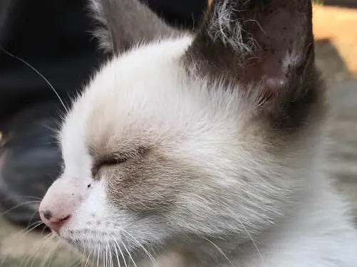 Gato ra a SRD idade 2 a 6 meses nome ENRICO
