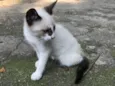 ENRICO