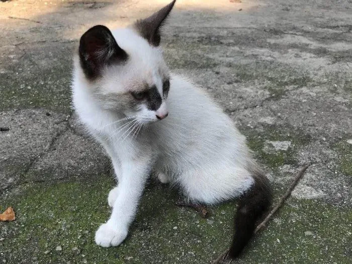 Gato ra a SRD idade 2 a 6 meses nome ENRICO