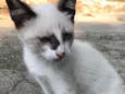 ENRICO
