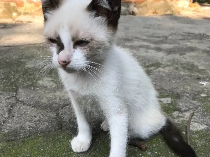 Gato ra a SRD idade 2 a 6 meses nome ENRICO