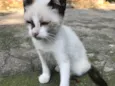 ENRICO
