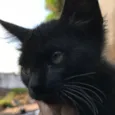 SOFIA