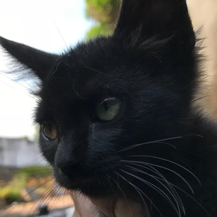 Gato ra a SRD idade 2 a 6 meses nome SOFIA