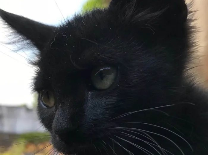 Gato ra a SRD idade 2 a 6 meses nome SOFIA