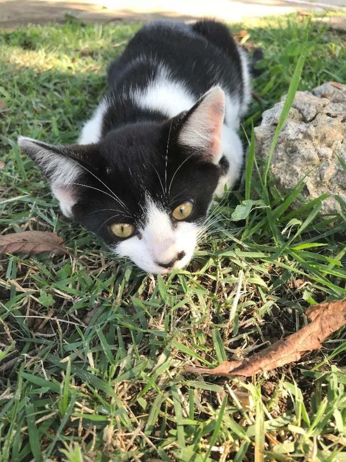 Gato ra a SRD idade 2 a 6 meses nome CLAIRE 
