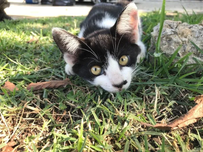 Gato ra a SRD idade 2 a 6 meses nome CLAIRE 
