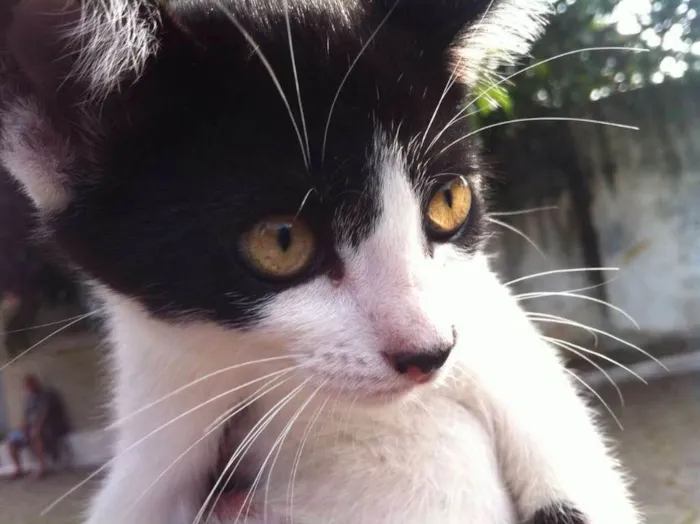 Gato ra a SRD idade 2 a 6 meses nome CLAIRE 