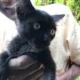 Bolinha 