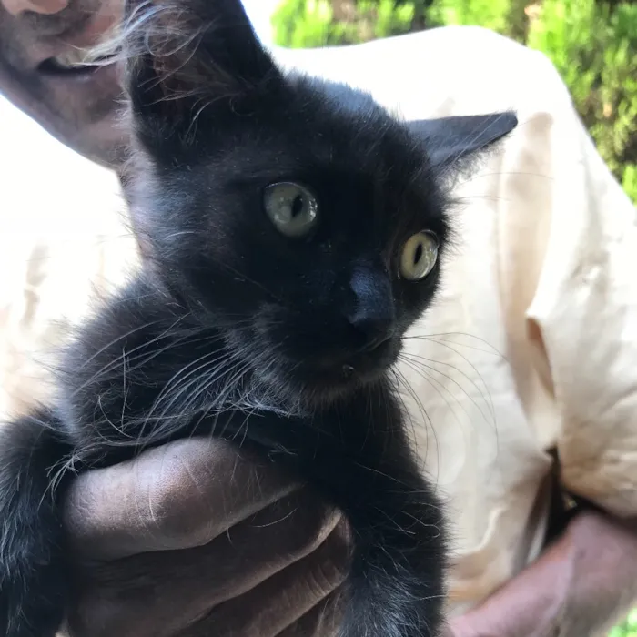 Gato ra a Srd idade 2 a 6 meses nome Bolinha 