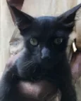 Bolinha 