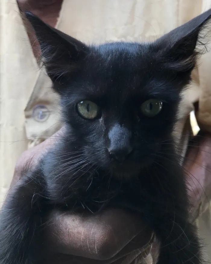 Gato ra a Srd idade 2 a 6 meses nome Bolinha 