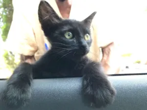 Gato raça Srd idade 2 a 6 meses nome Bolinha 