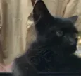 Bolinha 