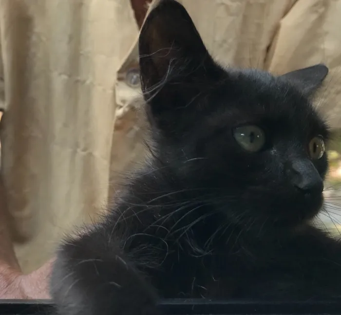 Gato ra a Srd idade 2 a 6 meses nome Bolinha 
