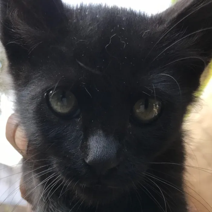 Gato ra a Srd idade 2 a 6 meses nome Bolinha 