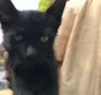 Bolinha 