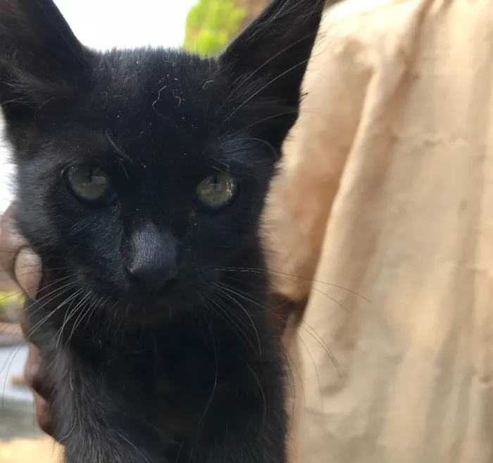 Gato ra a Srd idade 2 a 6 meses nome Bolinha 