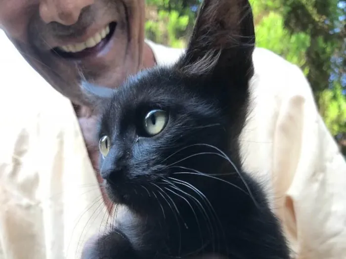 Gato ra a Srd idade 2 a 6 meses nome Bolinha 