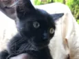 Bolinha 
