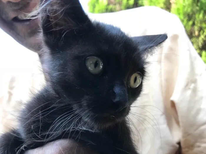 Gato ra a Srd idade 2 a 6 meses nome Bolinha 