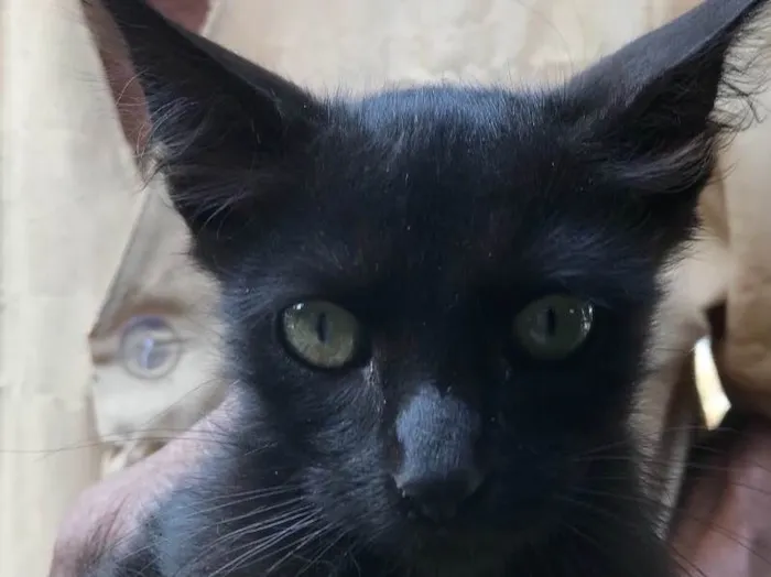 Gato ra a Srd idade 2 a 6 meses nome Bolinha 
