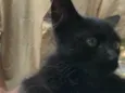 Bolinha 