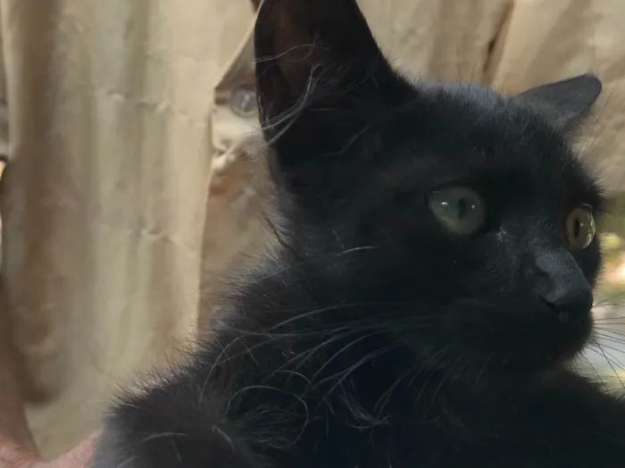 Gato ra a Srd idade 2 a 6 meses nome Bolinha 