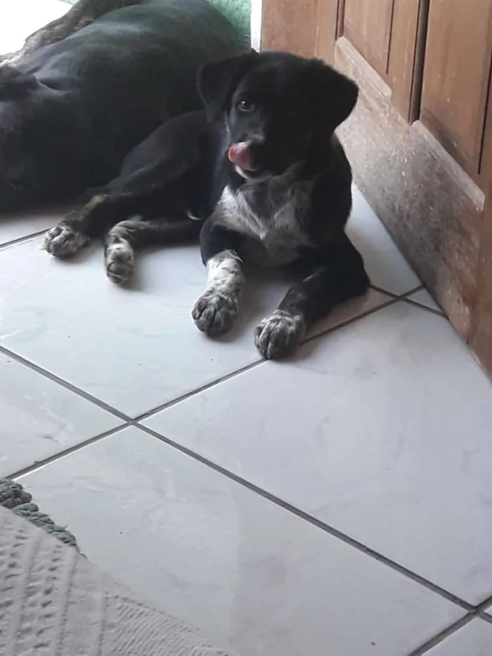 Cachorro ra a Vira lata idade 2 a 6 meses nome Nico