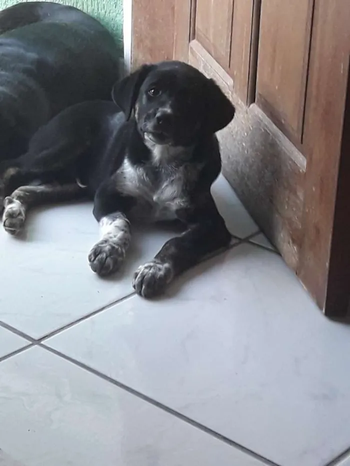 Cachorro ra a Vira lata idade 2 a 6 meses nome Nico