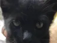 Bolinha 