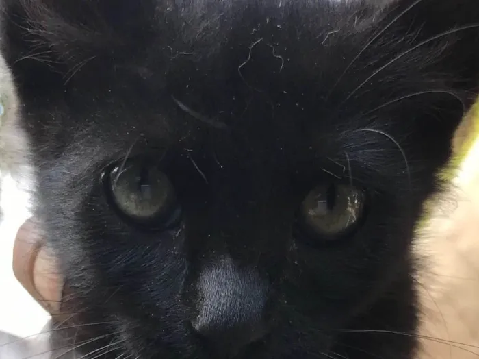 Gato ra a Srd idade 2 a 6 meses nome Bolinha 