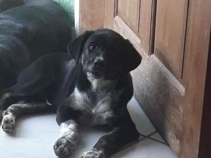 Cachorro ra a Vira lata idade 2 a 6 meses nome Nico