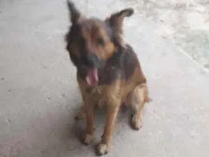 Cachorro raça Vira lata idade 2 anos nome Melina