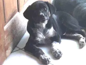 Cachorro raça Vira lata idade 2 a 6 meses nome Nico