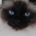 Apolo